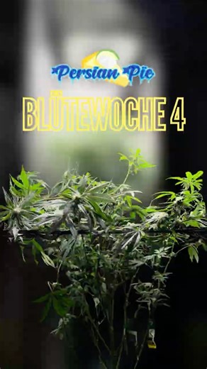 Blütewoche 4 - Zu doll gestresst ? | Persian Pie 🥧