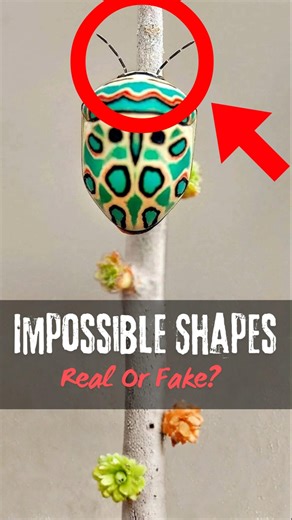 Top 3 Most Bizarre Insects Ever Found