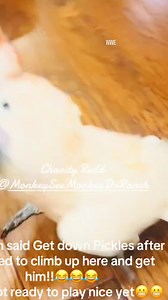 25K views · 808 reactions | #cockatoo #parrot #birds | WWE | Facebook