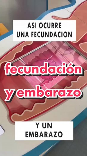 Fecundación y Embarazo: Proceso Completo
