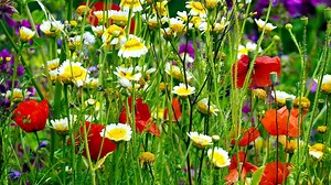 How to create a wildflower meadow - the easy way! - Garden Ninja: Lee Burkhill Garden Design