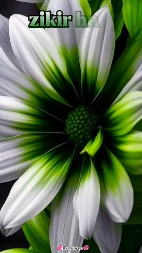 Zikir Hari Jumaat & Sholawat - Bacaan Zikir Ya Allah