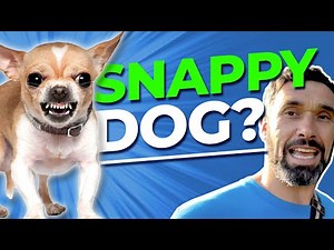 Why Your Dog is Snappy + How to Help Your Dog Stop Snapping at Everyone and Everything