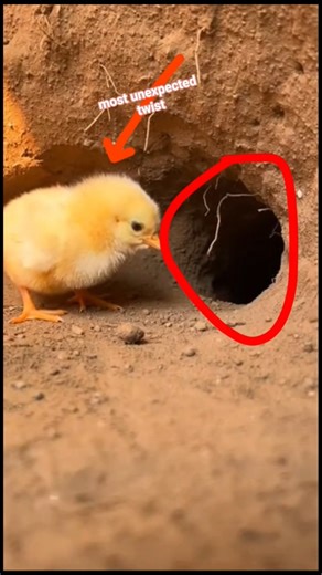 After the Rescue..Unbelievable Ending! 😱 Can the Chick Survive#animals #trend #shorts