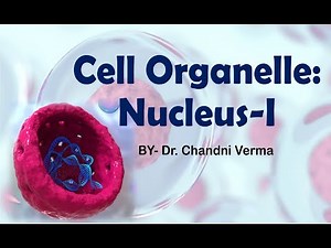 What is the cell nucleus made of? Cell organelle | Nucleus | Cell structure | Nuclear membrane