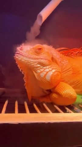 Stunning Wildlife Encounters That Take Your Breath Away