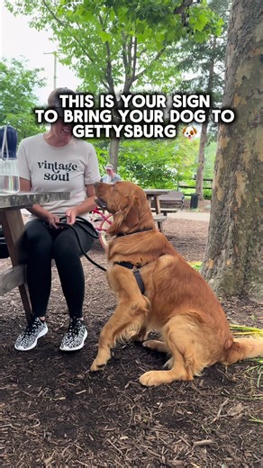 Gettysburg is for dogs, too! Here, you'll find beautiful places to walk your pup in the footsteps of history.🐾 Where is your favorite place to take your dog in Gettysburg, PA? #Gettysburg #VisitPA