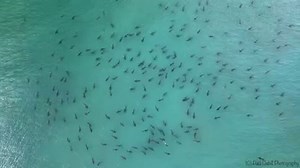 726K views · 3.4K reactions | SO MANY SHARKS 麗 | Drone video shows a...
