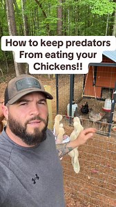 1.4K views · 1.9K reactions | Proven method to keep predators away from your chickens #chicken #chickens #farm #predator #bluecollar #idea #coop #diy #tips #tricks #customerservice | Steven Linker | Facebook