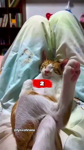 Weirdest Places Cats Will Sleep