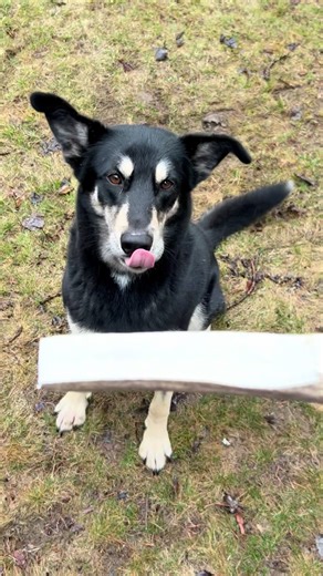 The dogs favorite part of the process because they get some fresh antler chews #antlerart #elk #epoxyresin #montana #custom