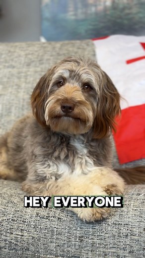 🐾 Meet Piper and Bailey, our official "comfort testers" at The Futon Shop! 🐶🐶 Watch as these two pups enjoy the ultimate in cozy lounging on our oh-so-comfy futons. Dog hair? No problem! With our removable, washable covers, keeping your futon fresh is a breeze. 🧺✨ Sniff out your perfect spot at The Futon Shop! 🛋️❤️ Shop in-store or online across Canada today. 🐕‍🛋️ www.futonshop.ca | The Futon Shop