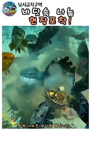 바다속 나눔. 현장포착!!! #fishing