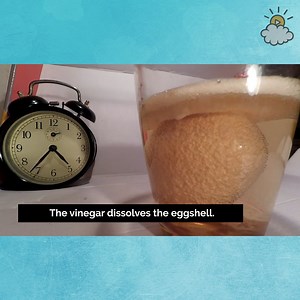 555K views · 52 reactions | Wait, this is what happens when you soak an egg in vinegar?? | Refresh | Facebook