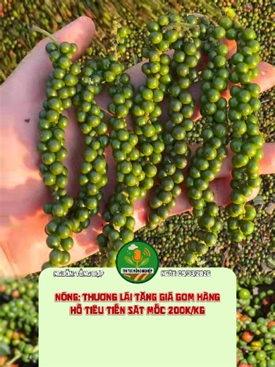 Bản Tin Giá Tiêu Ngày 09/03/2026: Thương lái tăng giá gom hàng hồ tiêu tiến sát mốc 200k/kg. #tintucnongnghiep #tiktoknongnghiep #nongnghiep #giatieu #giatieuhomnay #tintuc #lamdong #daknong #taynguyen #tieuvietnam #dubaogiatieu
