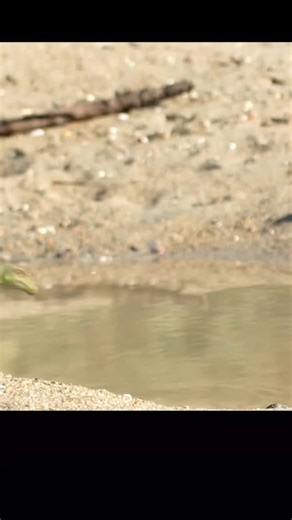 Prehistoric Jurassic Hub | Elasmosaurs were long-necked marine reptiles that thrived primarily during the Late Cretaceous, inhabiting oceans, coastal waters, and... | Instagram