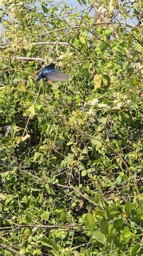Rare Purple Sunbird at Aranya Udhyan Lake 🌸🐦 #trending #birds #viral #nature #wildlife