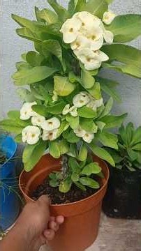 How to Care for Your Crown of Thorns Plant