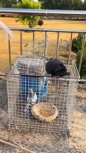 Universal Birds World on Instagram: "Best Pigeon Cage Setup in the Village! 🏠#Pigeon #Poultry #RuralStyle #BackyardFarming #Birds #BirdHouse #VillageLife #FarmingLife"