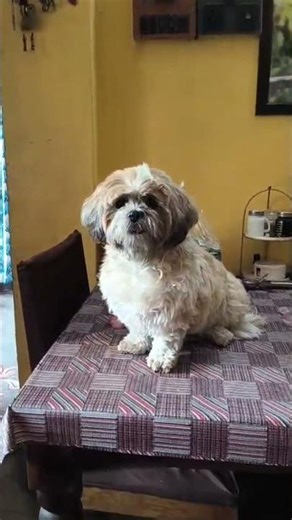 AC Foam Jet Cleaning Service | Deep AC Servicing Process | Improve Cooling & Air Quality