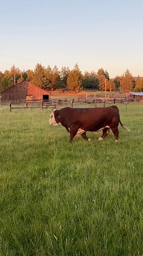 #lambertranchherefords #herefords #cattle #cows #bulls #calf #heifer #herefordcattle #beef #agriculture #california #californiaagriculture #ranchlife #livestock #animals #nature #ranching | Lambert Ranch