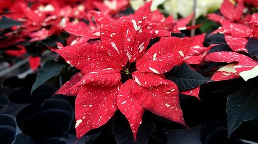 10 fun facts about your Christmas poinsettia