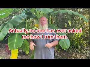 Pruning banana trees