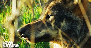 Wolves are a supreme example of cooperative hunting, their efficiency based on hierarchy within a pack that demands loyalty. Each individual rigorously follows the code, the unwritten law that provides stability to the pack, allowing it to function as a perfect, efficient hunting machine, and thus ensuring the survival of each member of the group, and the continued success of these remarkable canine hunters. #Wolves #Canine #Hunters | Love Nature