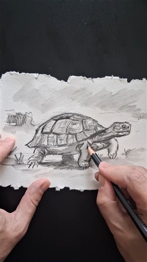 Schildkröte Skizze