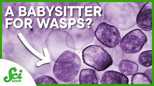 Why viruses are good for wasps