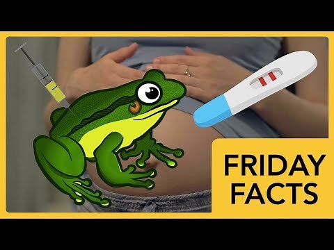 Pregnancy Tests Used to Require Injecting Frogs with Urine