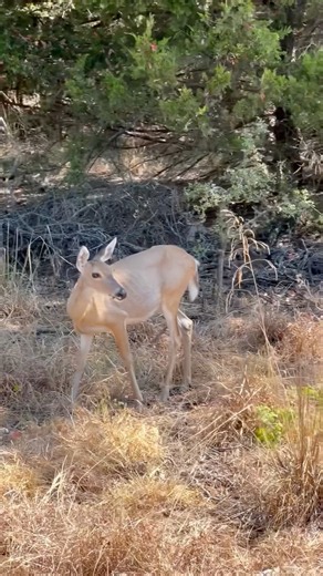 Ray Roberts Lake: August 29, 2026. #wildlifephotography