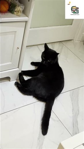 貓抓病 Cat Scratch Disease