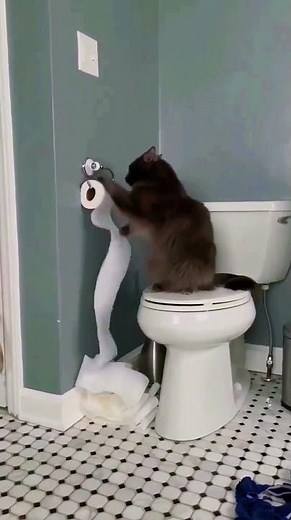 Lustige Katzenvideos kurz #shorts