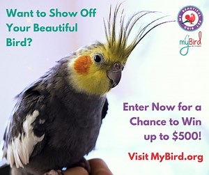 122 reactions · 13 shares | Think your bird is the most beautiful of...