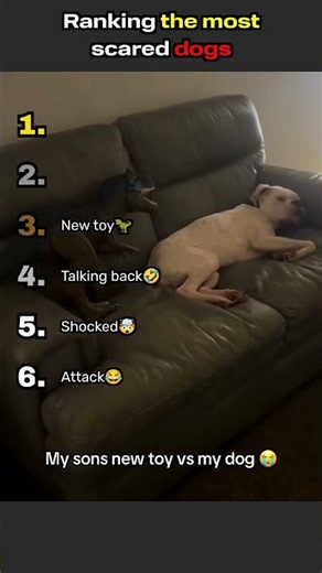 Ranking the most scared dogs—bravery not included 🐶😅#funny #scary