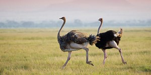 What Are These BIG Birds?