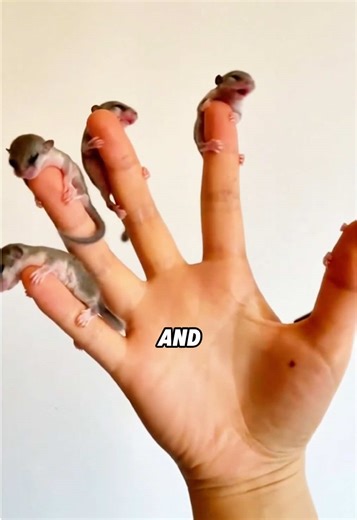 Sleepy Mouse vs Regular Mouse: Which One Is Cuter?