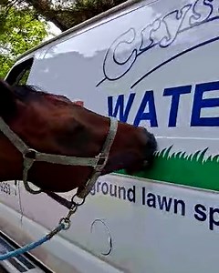 Her persistence is admirable 🐴🤣 | Furry Tails