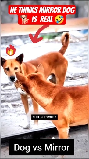 wait for end😂🤣Dog vs Reflection Funny Moment💥🐕#funnypets #dogshorts #shorts