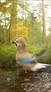 44K views · 613 reactions | Ghiandaia (Garrulus glandarius (Linnaeus, 1758)) https://www.instagram.com/reel/C5ybU9GqMmo/?igsh=MWd2ZHQ1NGRtMWNhMA== | Migratoria.it | Facebook