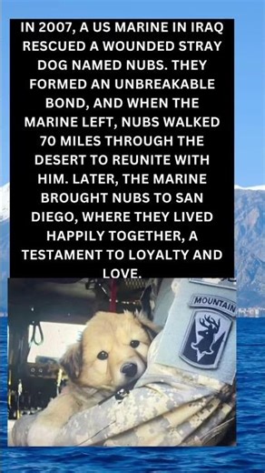 The Incredible Journey of Nubs – A Dog’s Unwavering Loyalty