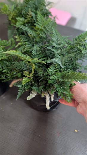 Rabbit Foot Fern (davallia Fejeensis) – 6” Pot - Etsy