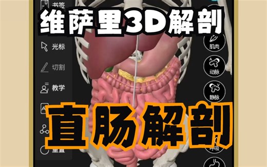 直肠的结构解剖