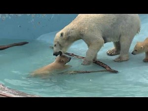 ホッキョクグマ 初めてのプール！ Ursus maritimus