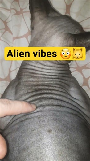 Why do I look like an alien? 👽🐱#alien #catshorts #funnycats #cuteanimals