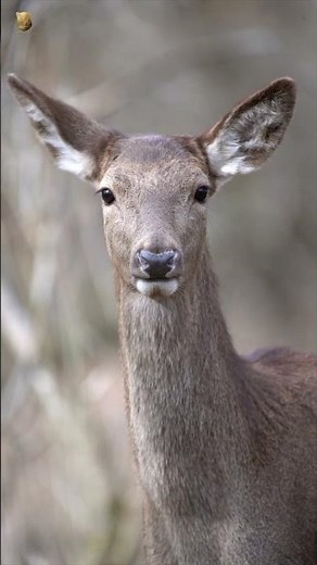Incredible Hoofed Animals You Must See 🦌🐃 | Wild Even-Toed Ungulates#shortsvideo #wildlife #animals