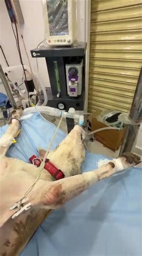 Help Sheru Heal: My Fight Against a Painful Tumor