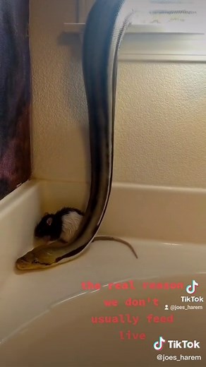 this is a repost #python #snakesoftiktok #pythonsnake #feedingtime #snakefeedingtime #snek #snake #reticulatus #reticulatedpython #retic