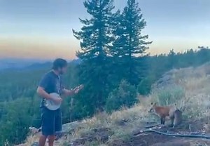 3.1M views · 97K reactions | When your summer tours end, so you’re testing out some new material on a fox — and they come back for an encore.  | Andy Thorn Music | Facebook
